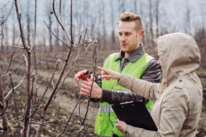 Pruning Apple Trees: 9 Effective Techniques for Health