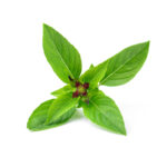 Thai Vegetable Seeds: 10 Authentic Cultivation Insights